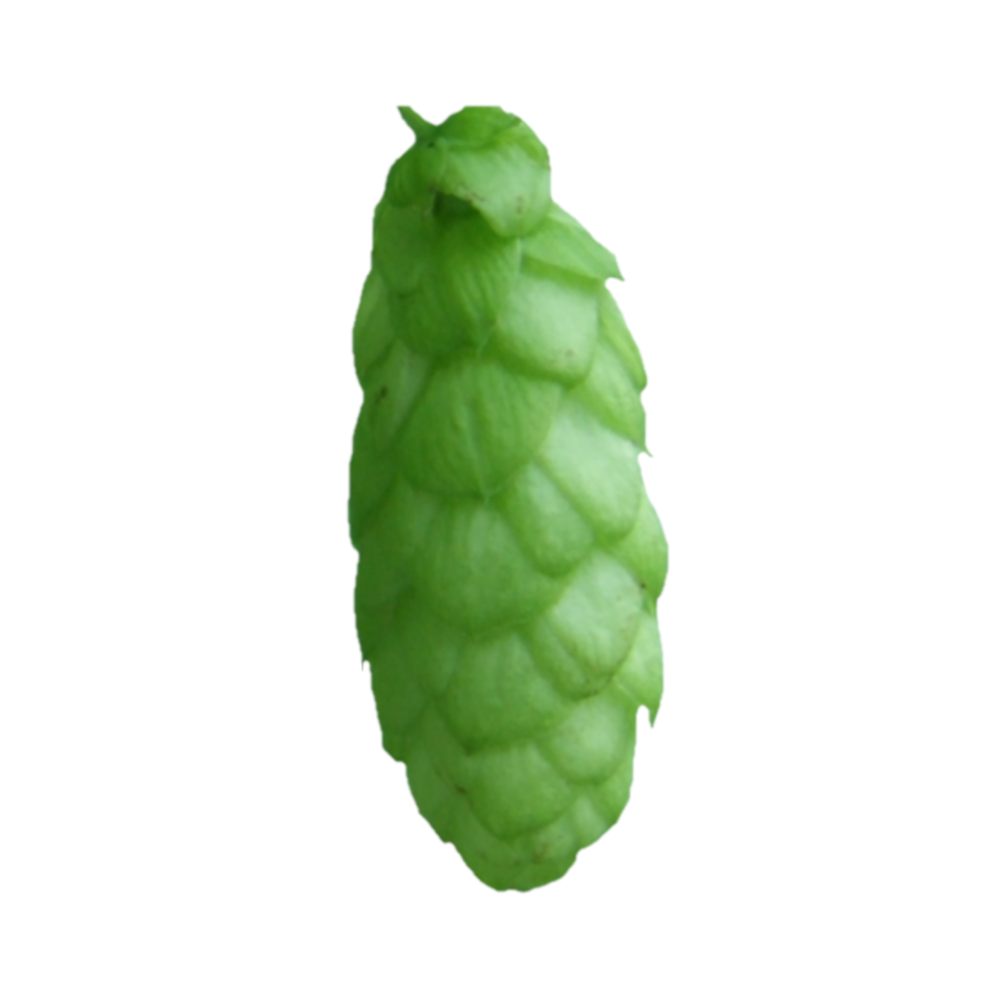 Admiral Hops - green hop cone on transparent background