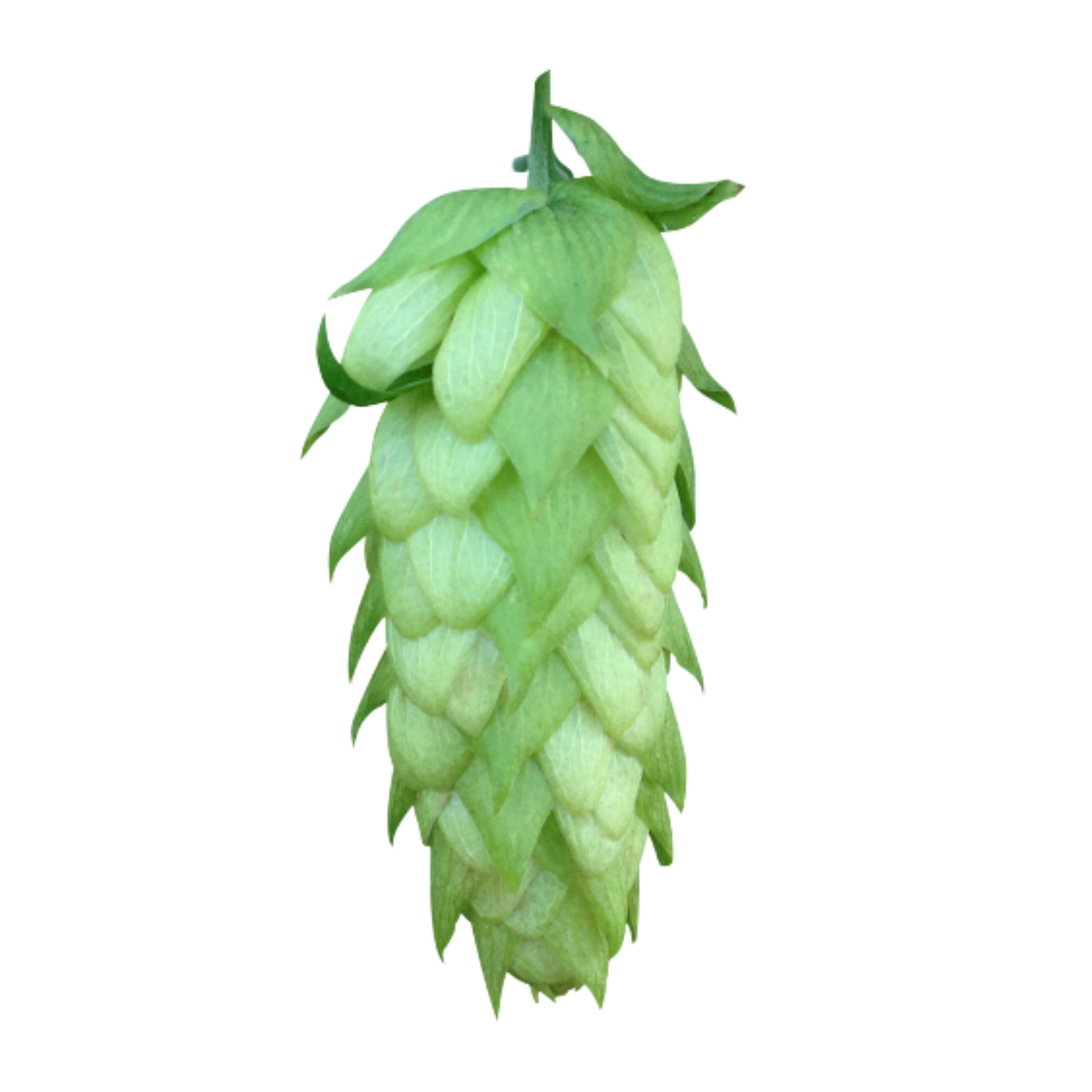 Amarillo hops - green hop cone on a transparent background