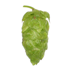Apollo hops - a green hop cone on a transparent background