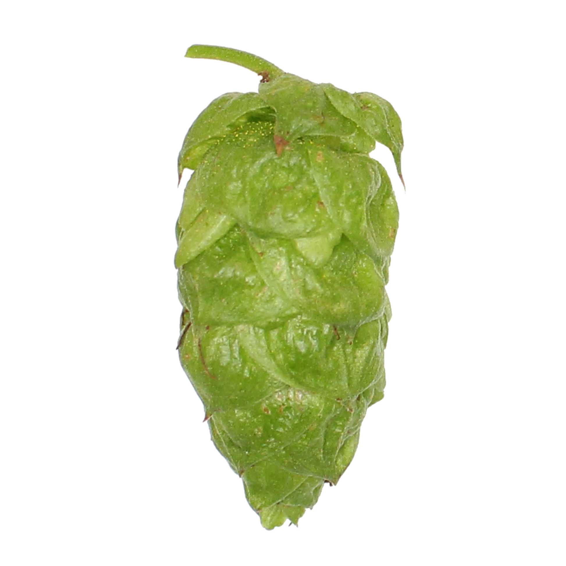 Apollo hops - a green hop cone on a transparent background