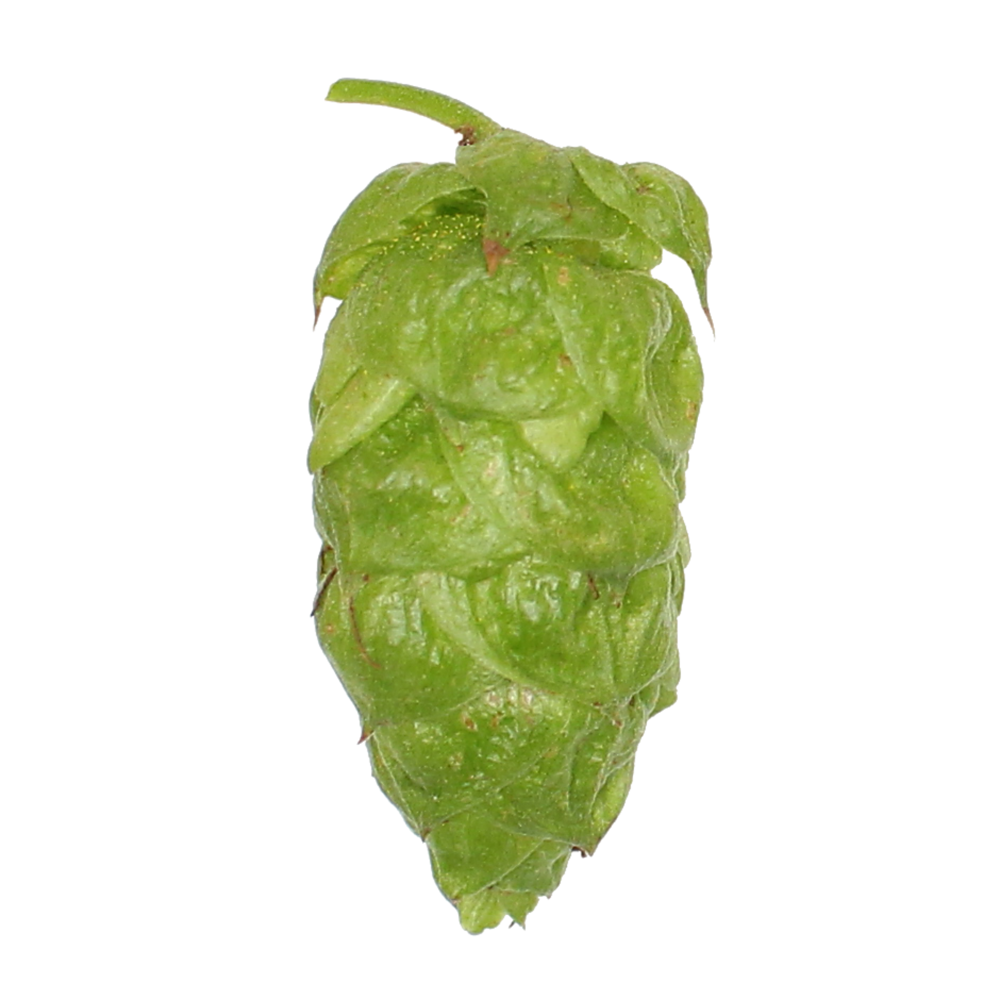 Apollo hops - a green hop cone on a transparent background