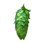Ariana hops - a green hop cone on transparent background