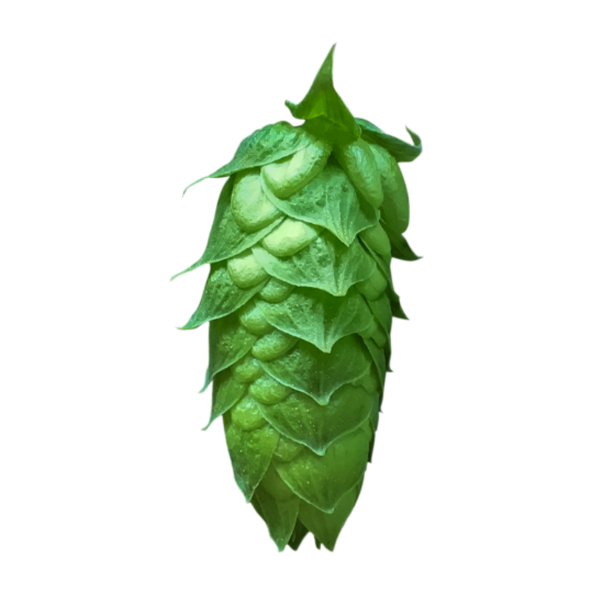Ariana hops - a green hop cone on transparent background