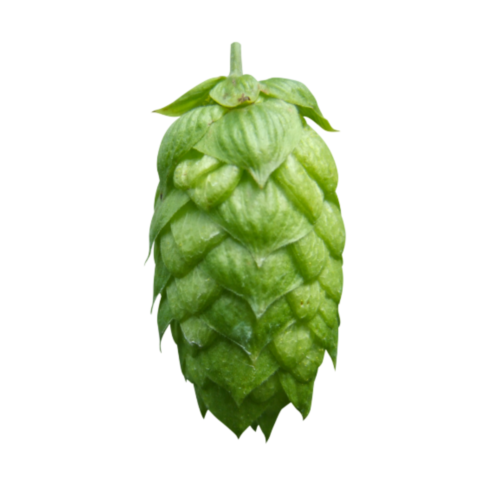 Aurora hops - a green hop cone on a transparent background