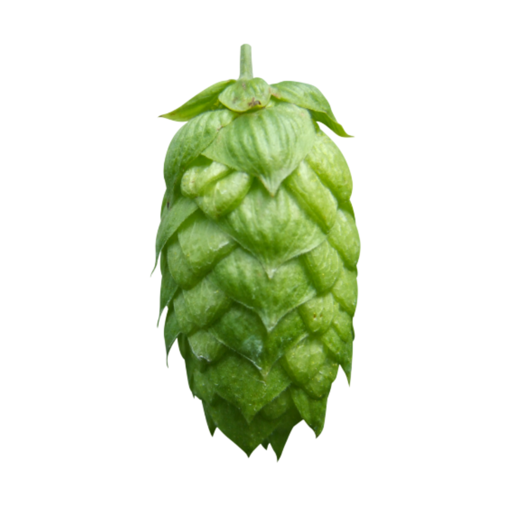 Aurora hops - a green hop cone on a transparent background