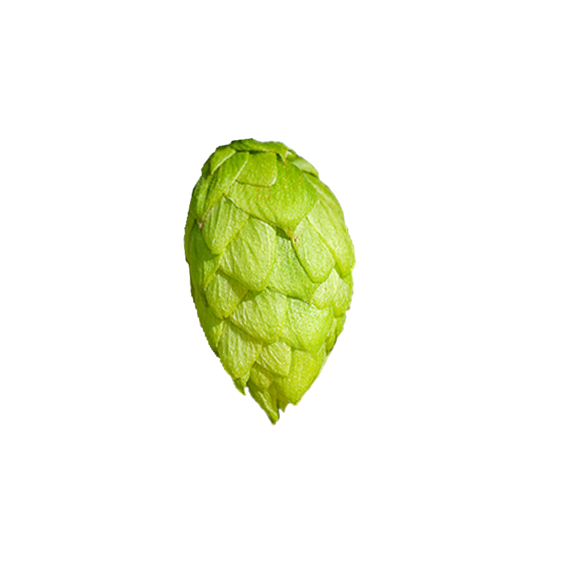 Azaaca hops - green hop cone on transparent background 