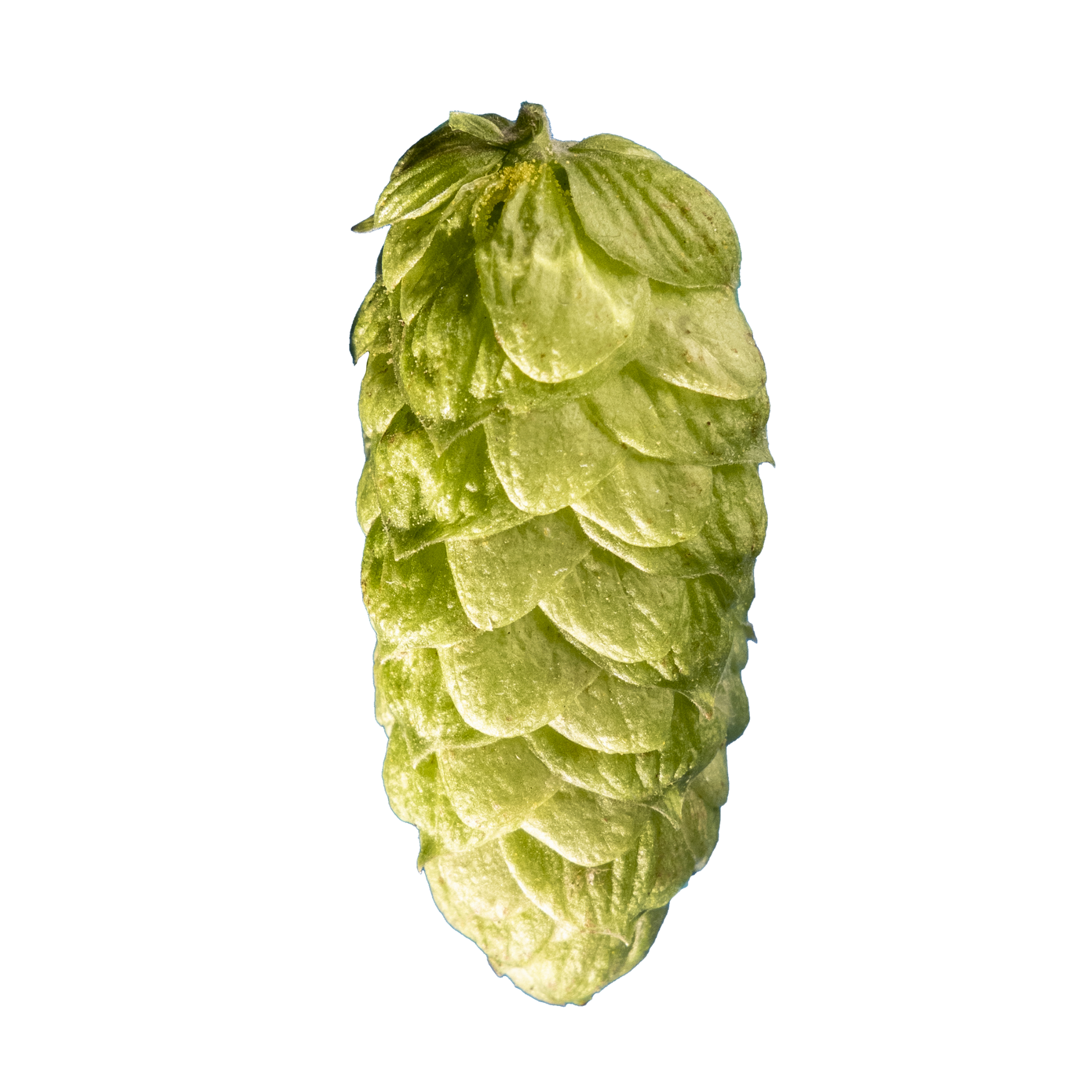 Barbe Rouge Hops - green hop cone on transparent background 