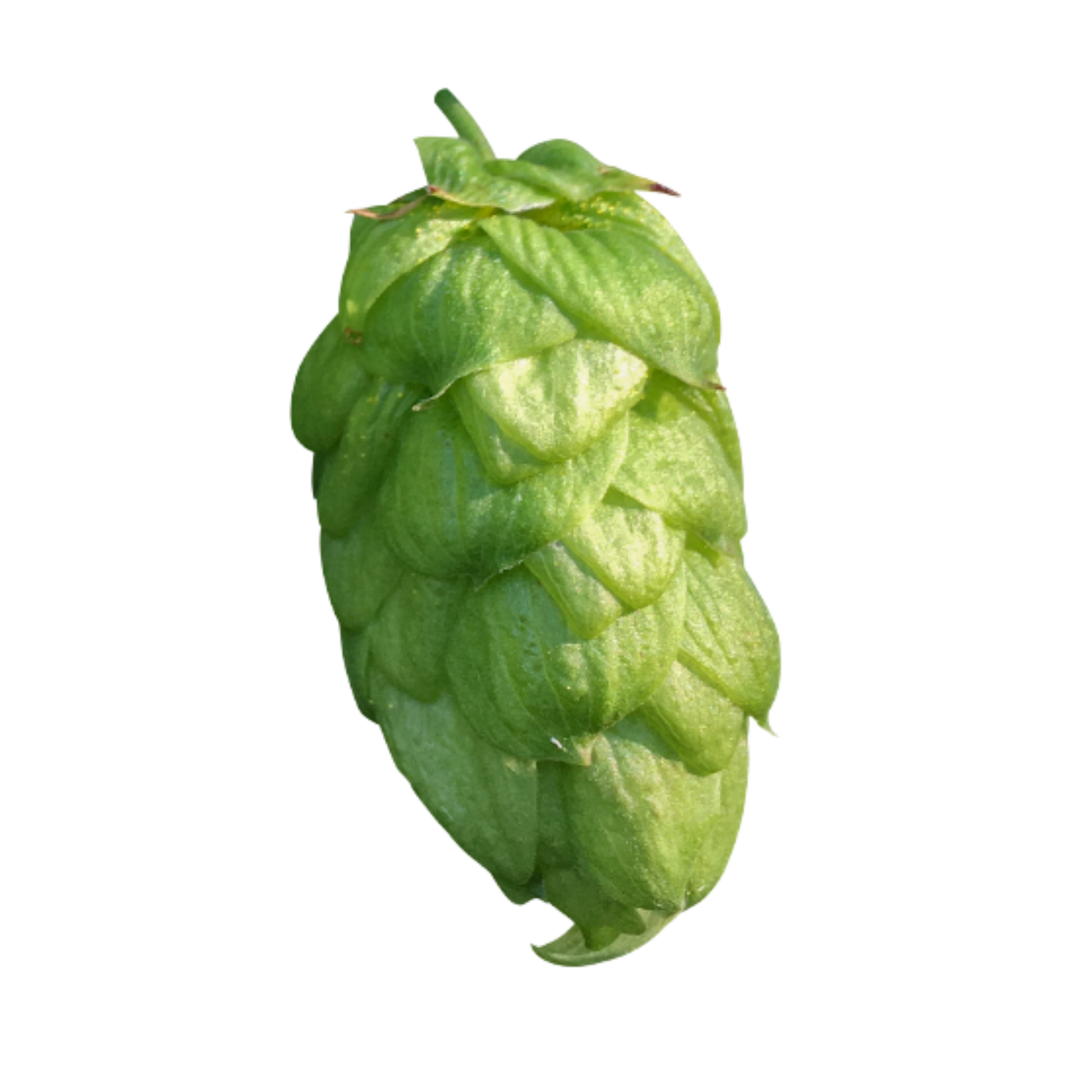 Bobek hops - green hop cone on transparent background 