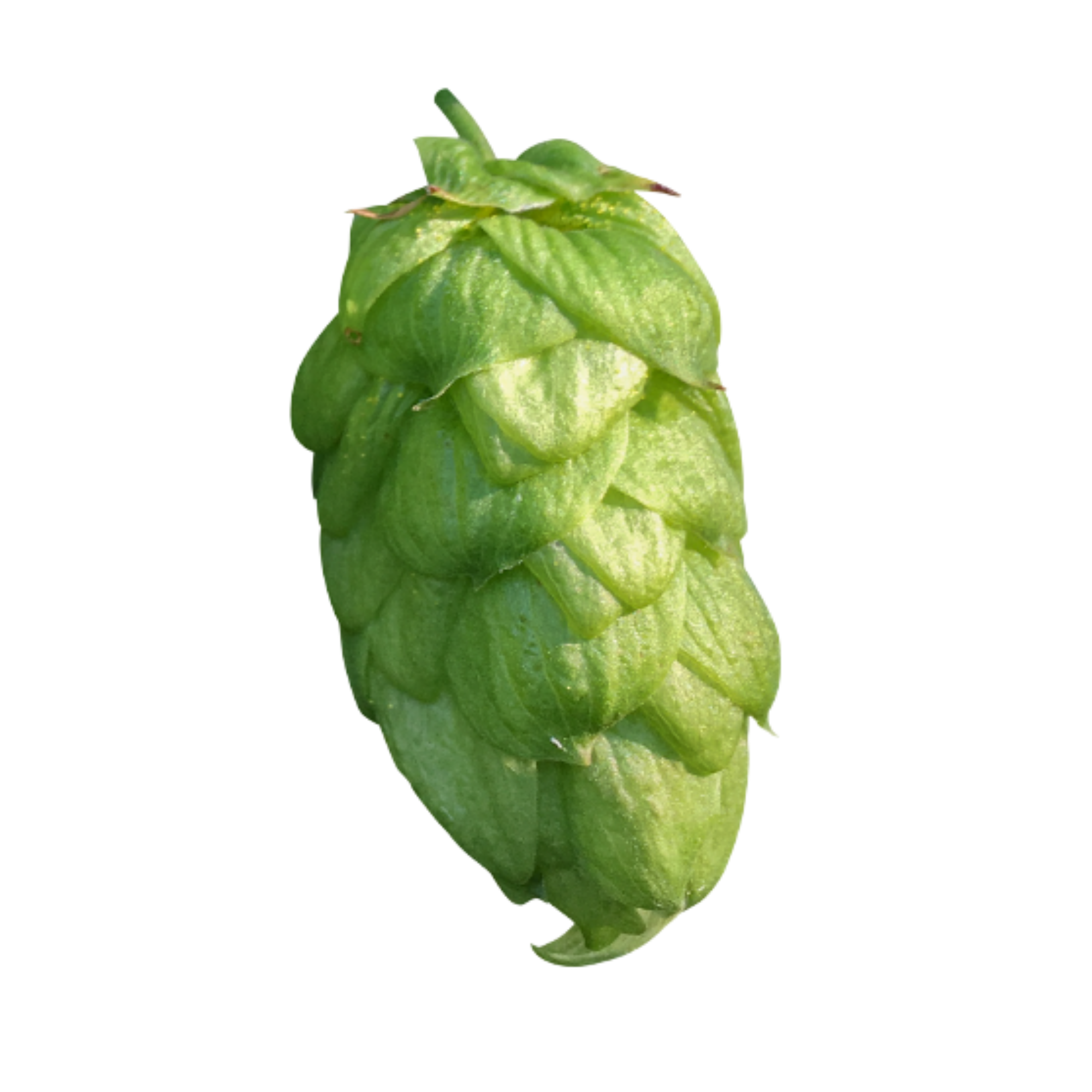 Bobek