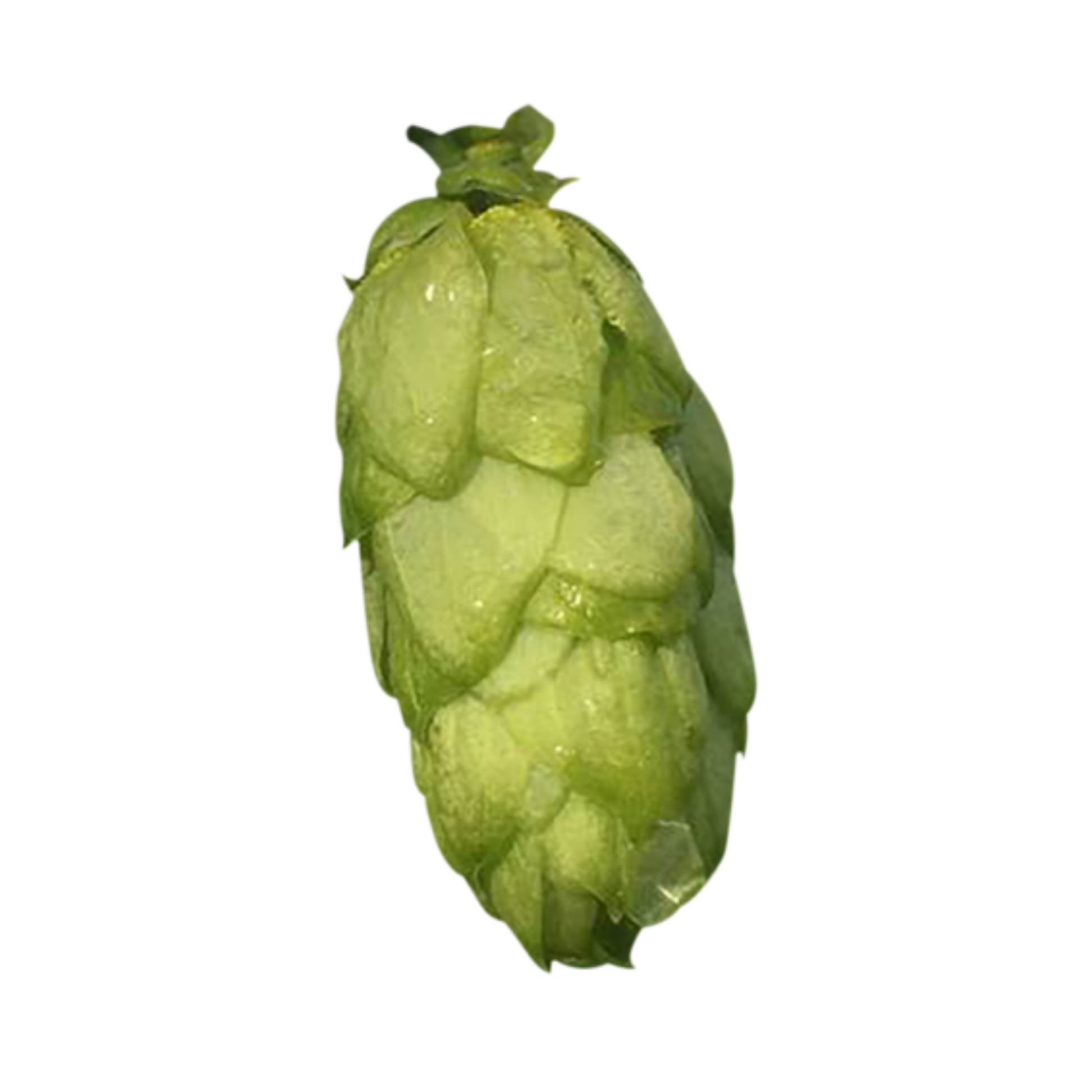Bramling Cross hops - green hop cone on transparent background 