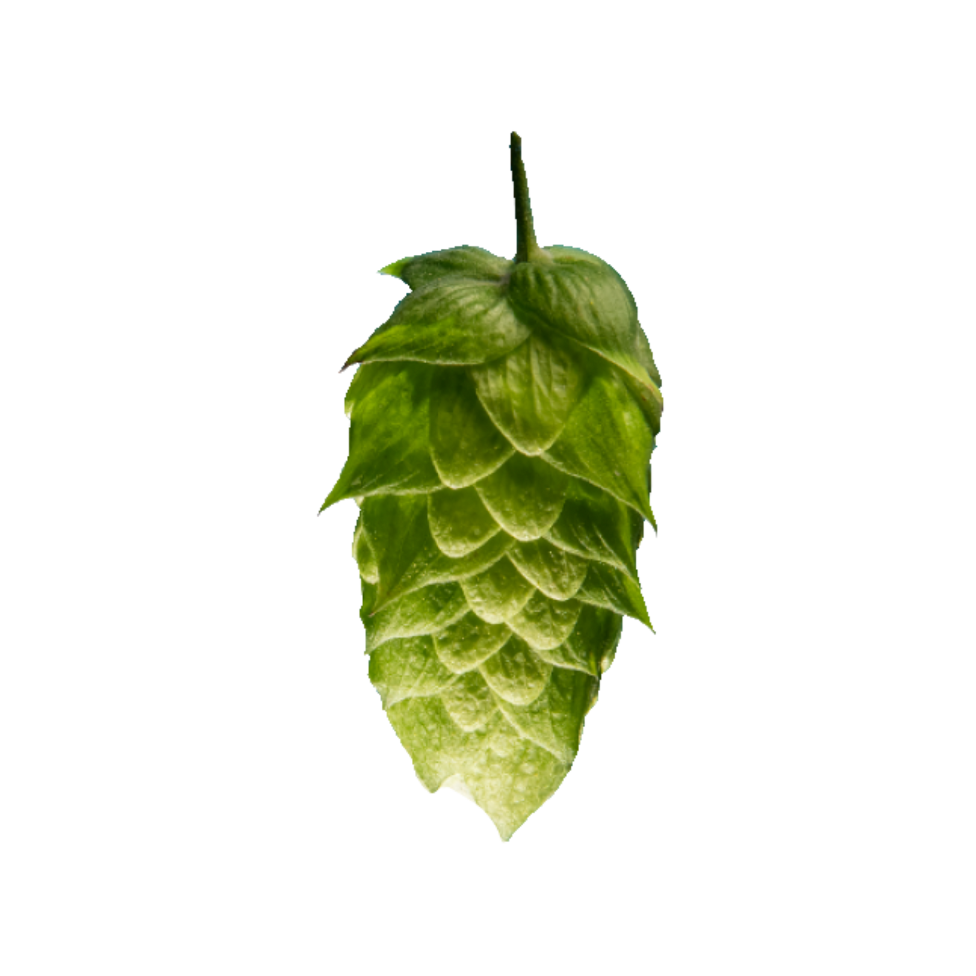 Brewers Gold hops - green hop cone on transparent background 