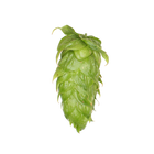 Calypso™