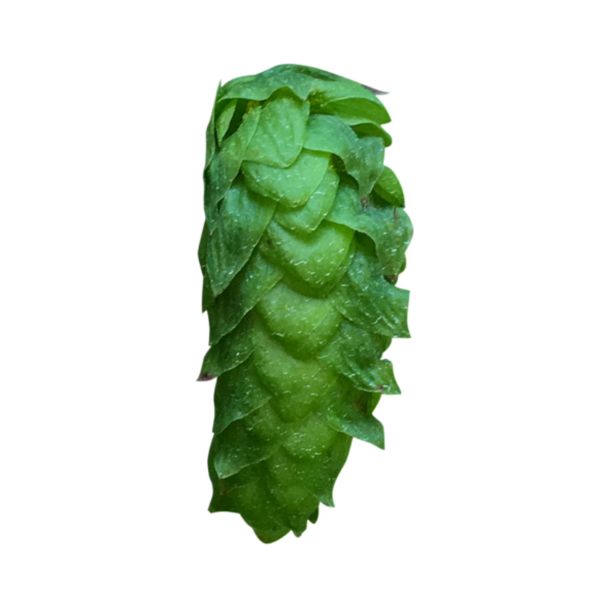 Cascade US