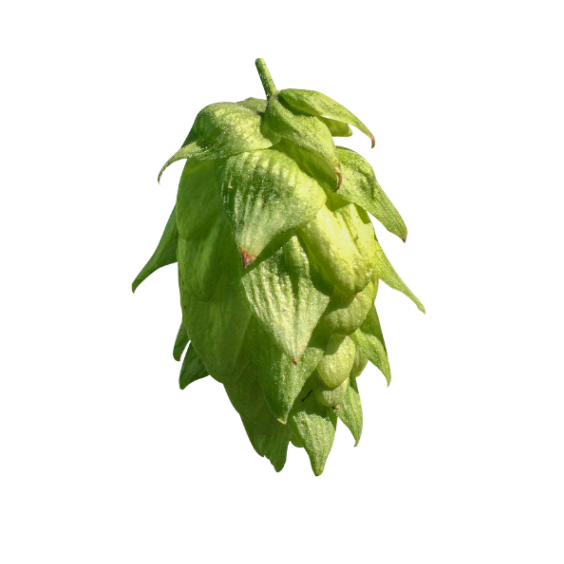 Centennial hops -  green hop cone on transparent background 