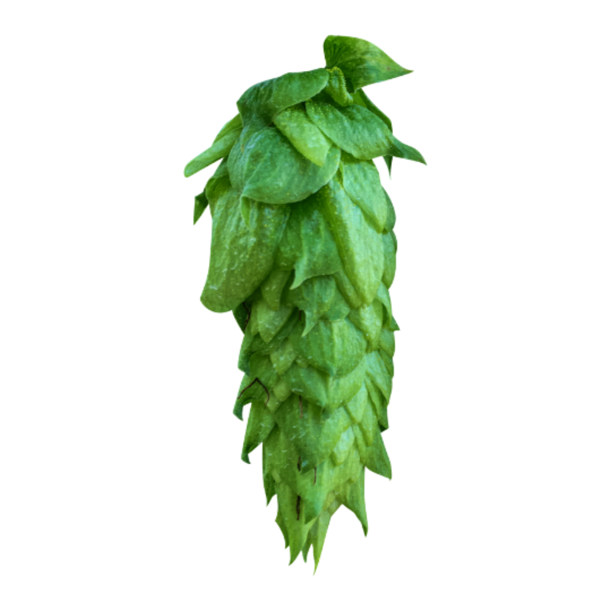 Chinook hops - green hop cone on transparent background 