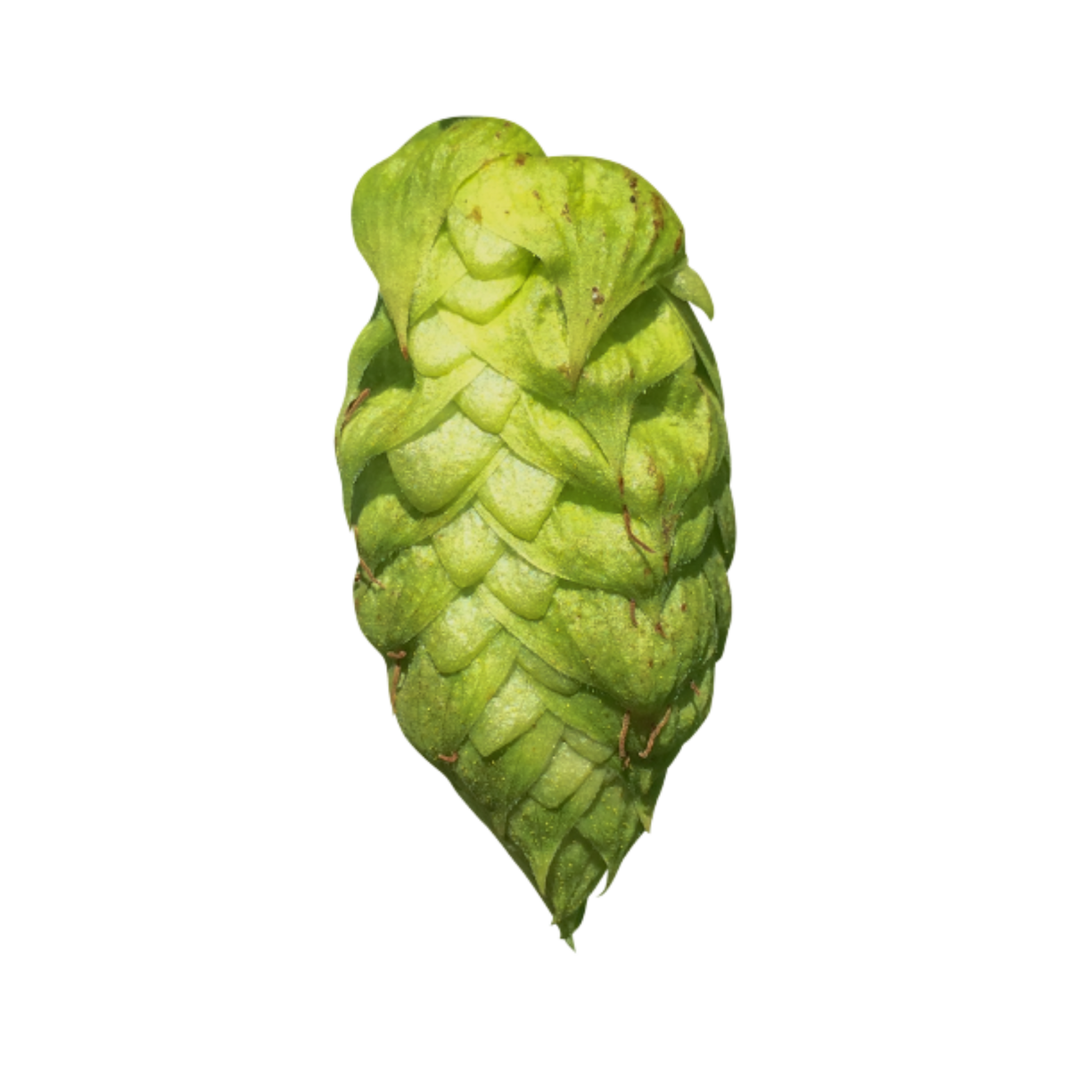 Columbus Hops