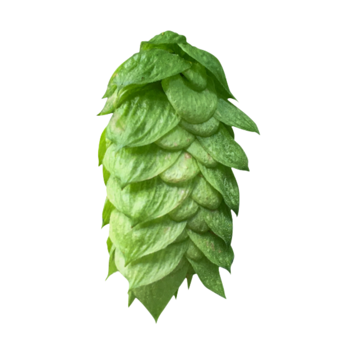 Comet Hops