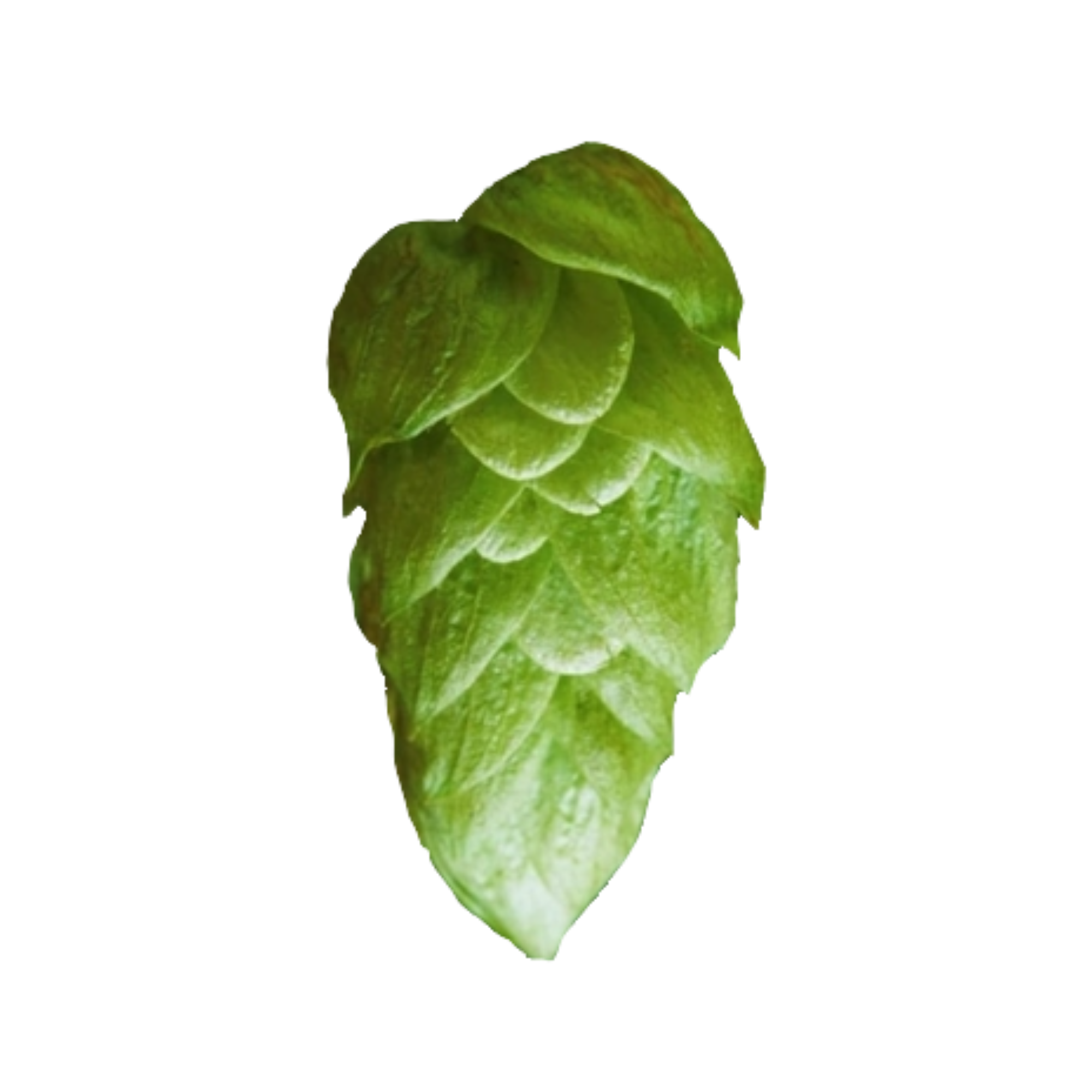 Ekuanot hops