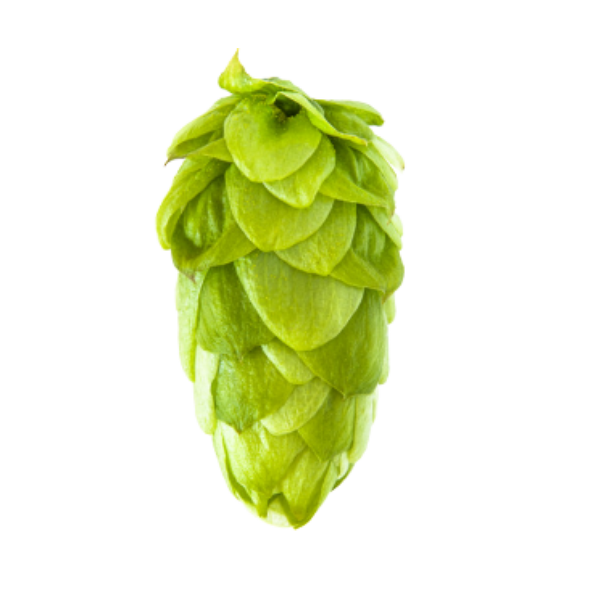 El Dorado hops