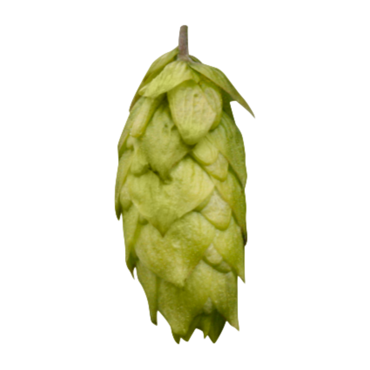 emperor hops