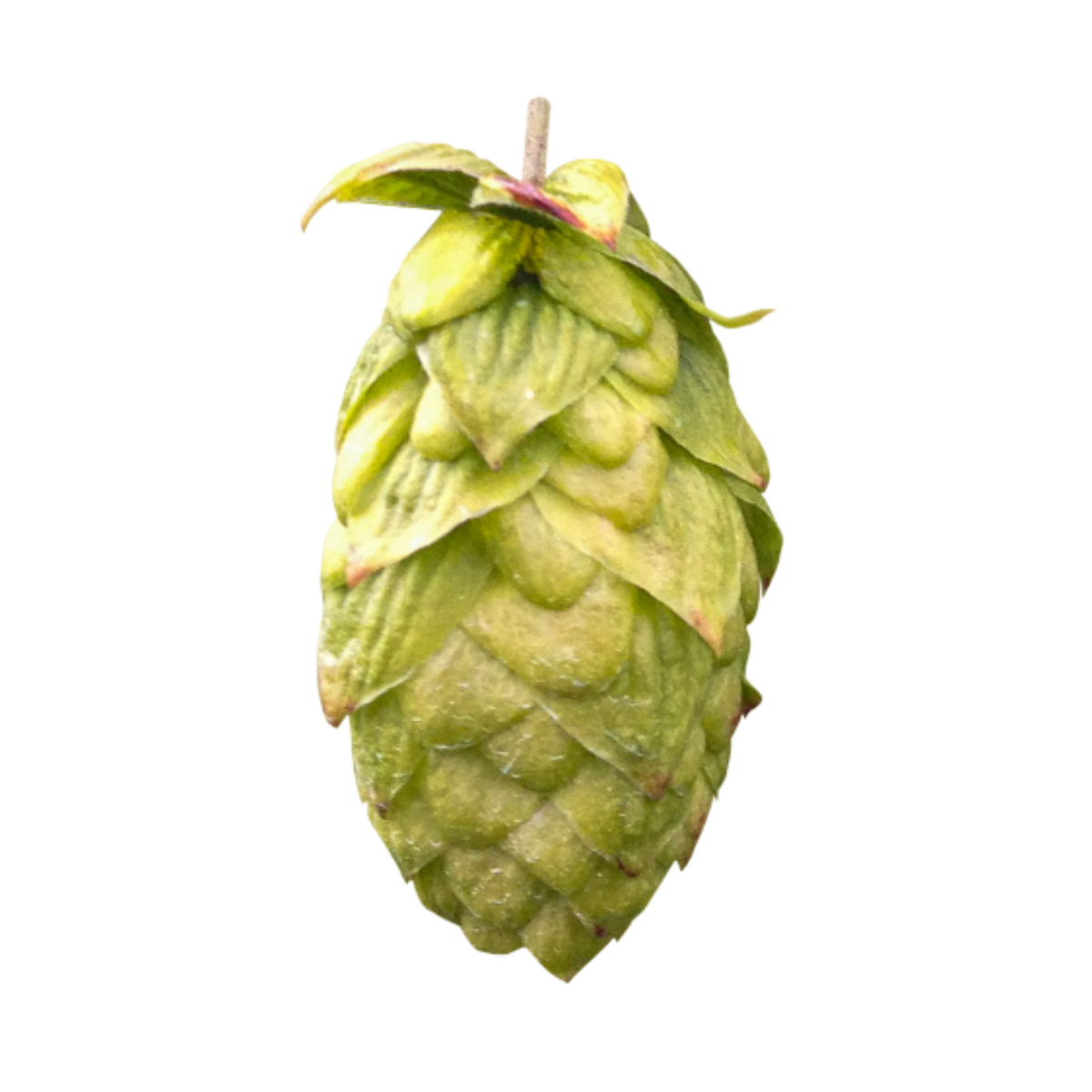 Endeavour hops