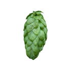 Organic Belgium Fuggles