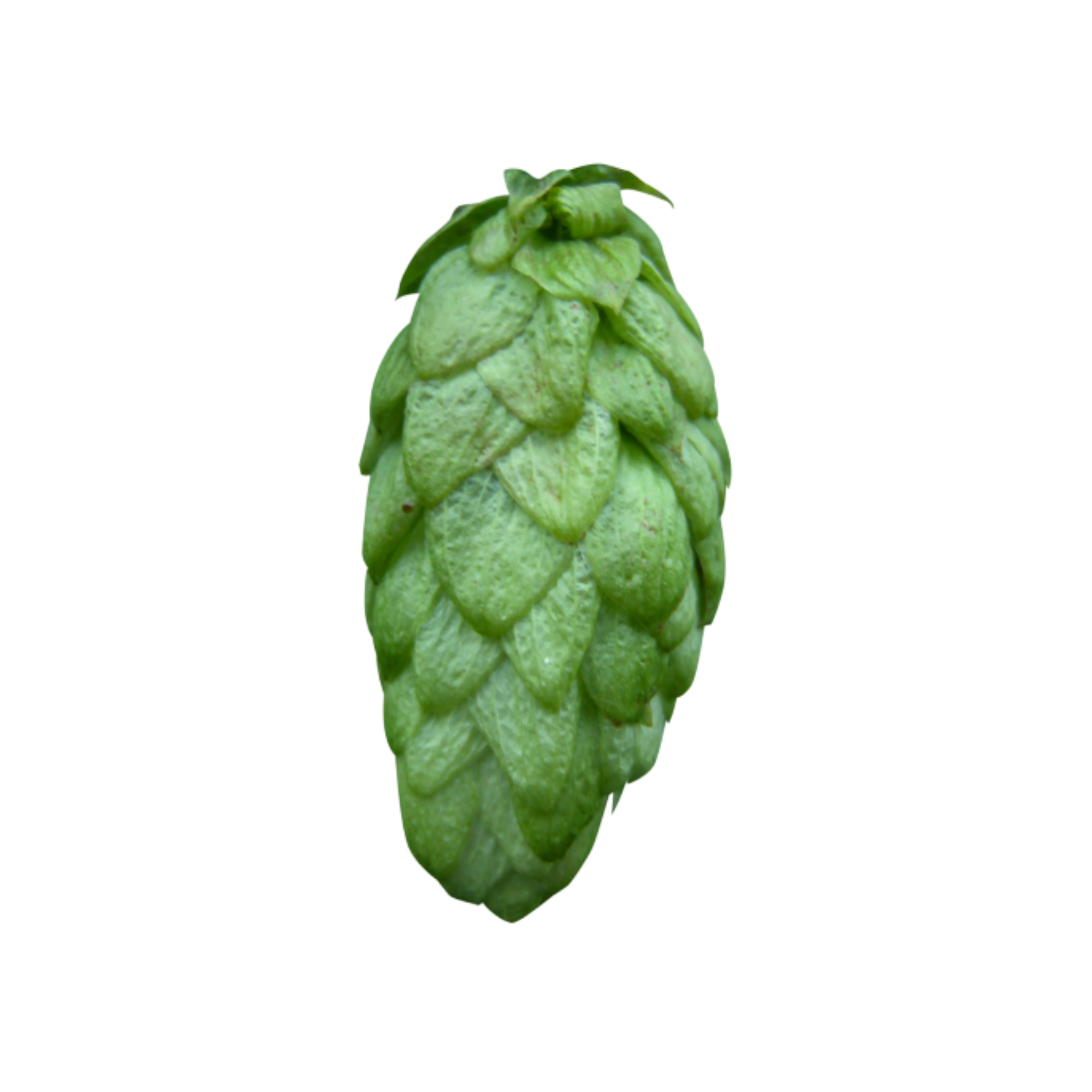 Organic Belgium Fuggles