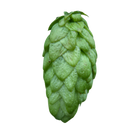Organic Belgium Fuggles