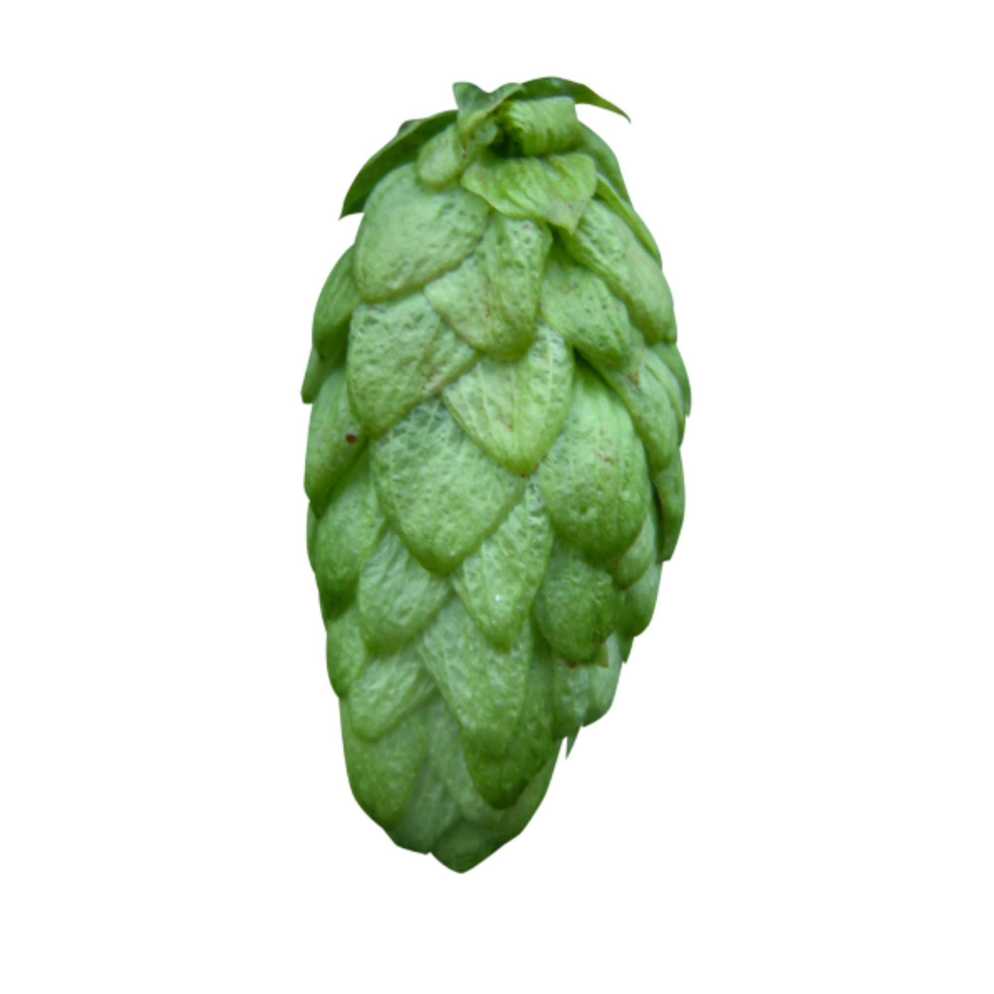 Organic Belgium Fuggles