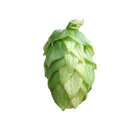 Galena hops
