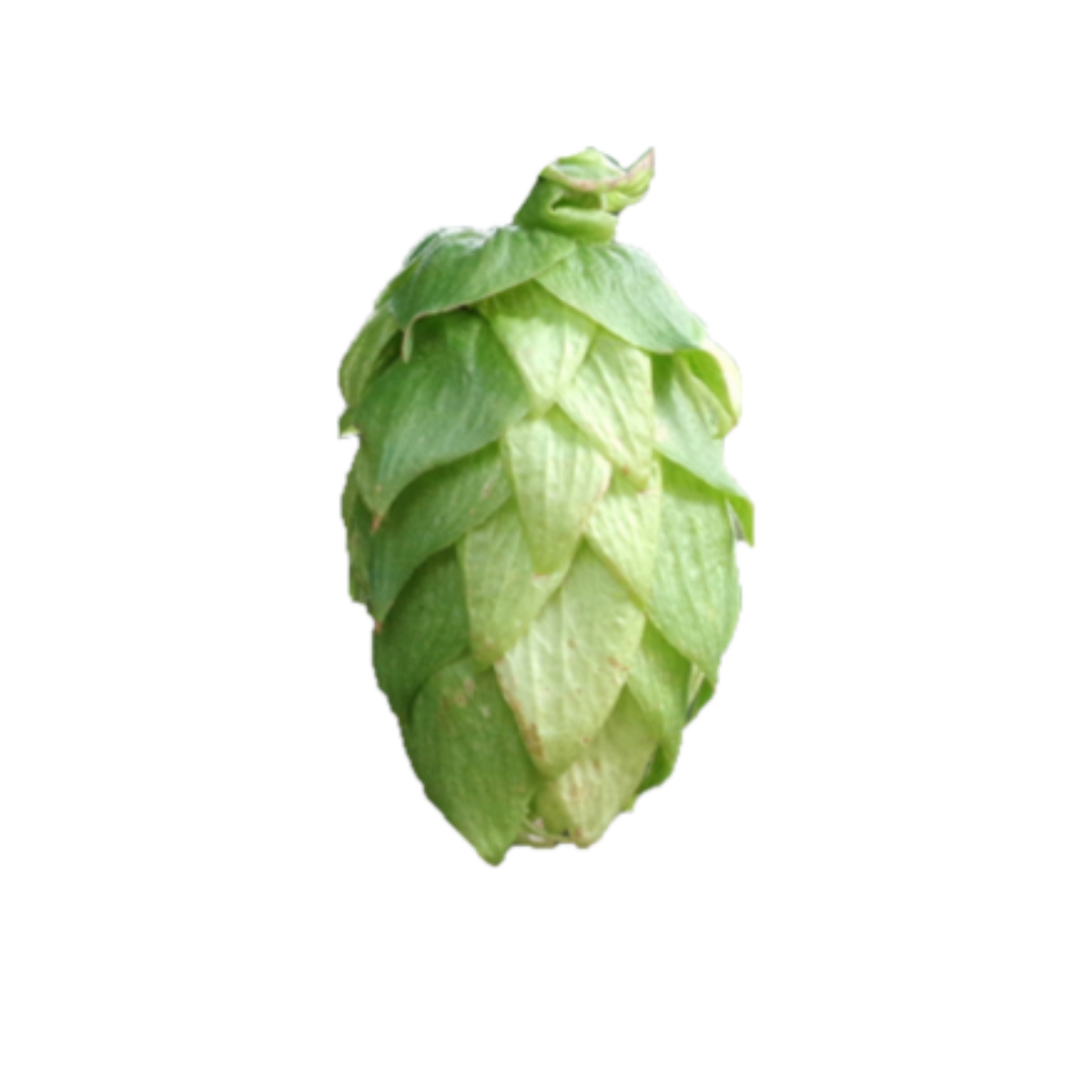Galena hops