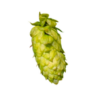 Godiva hops sample