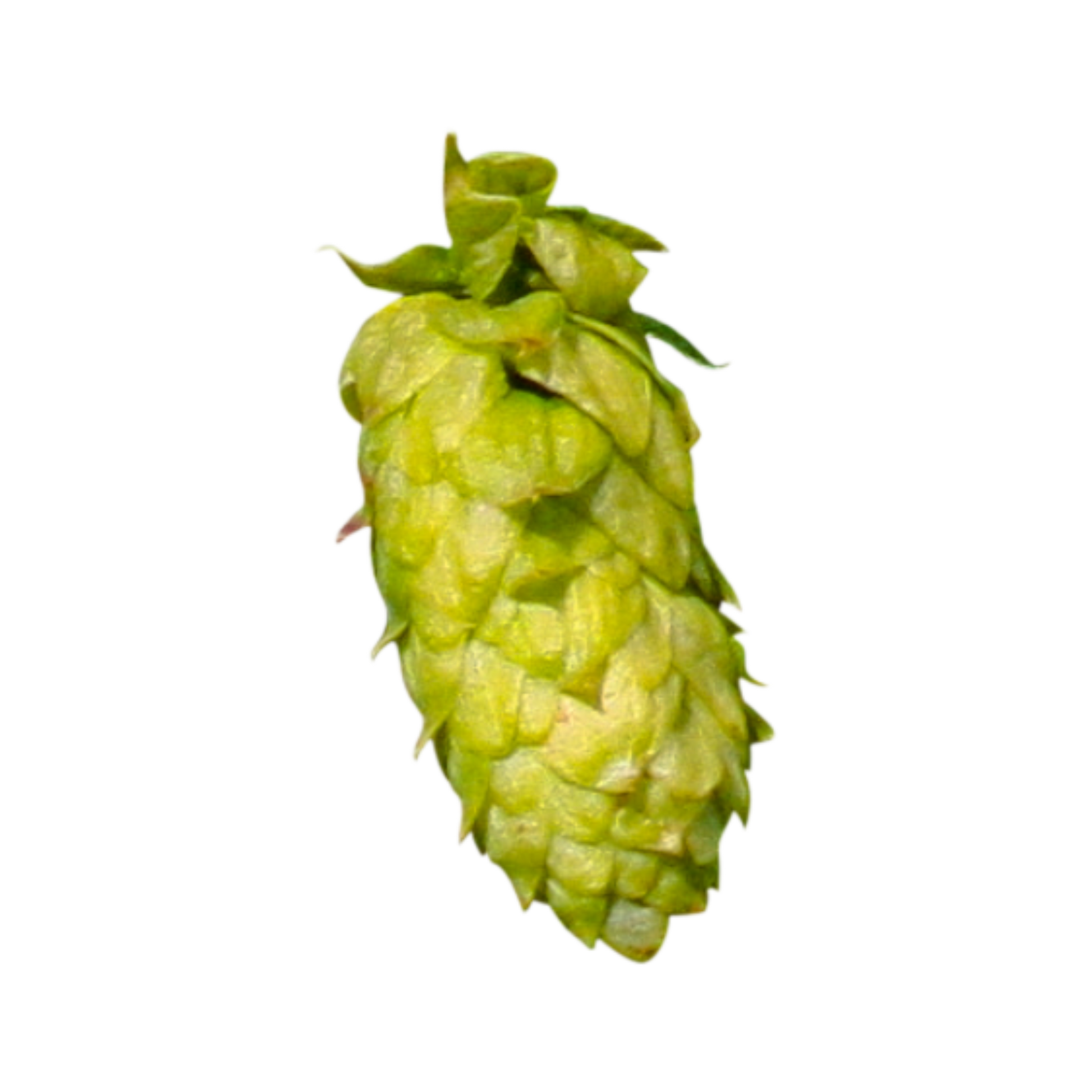 Godiva hops sample