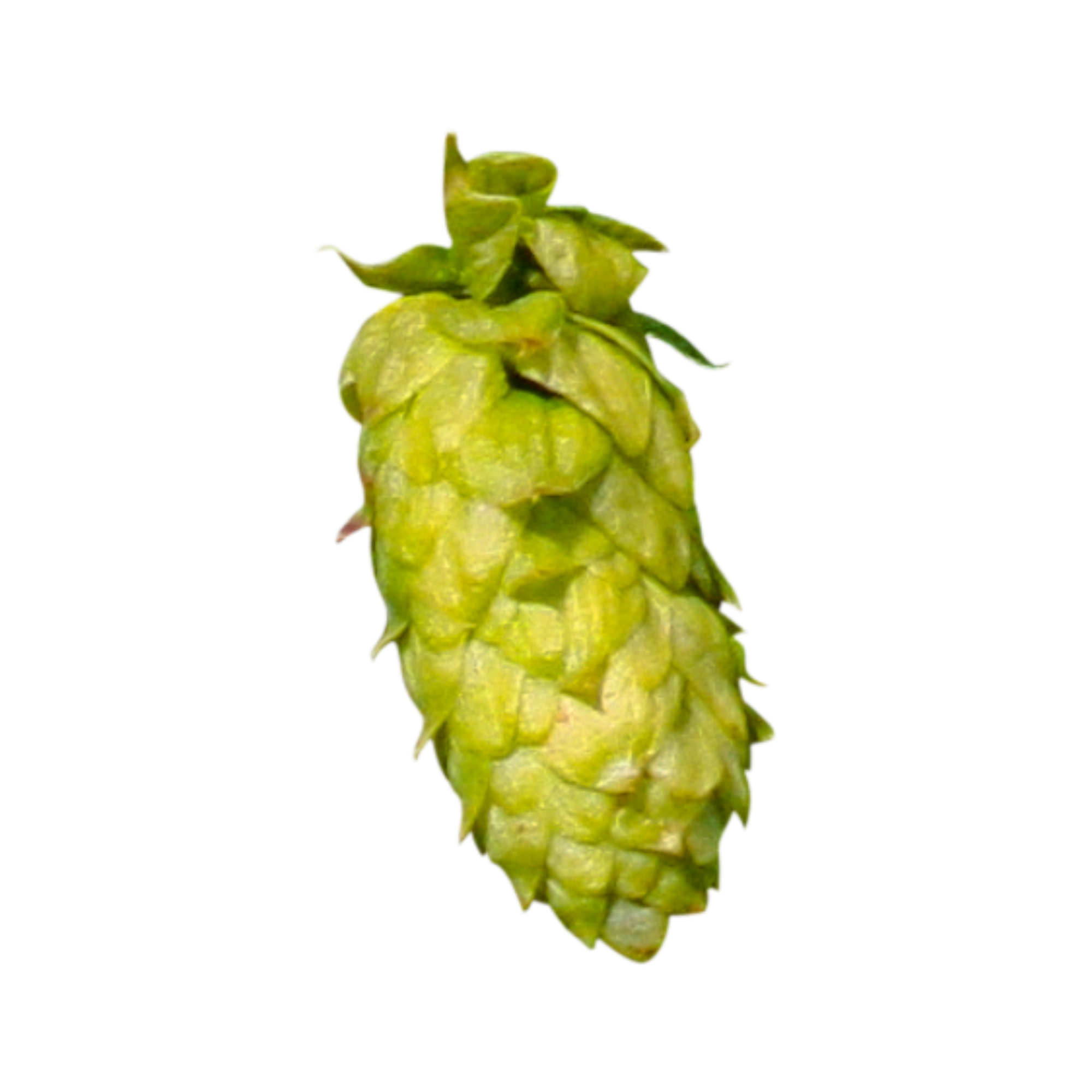 Godiva hops sample