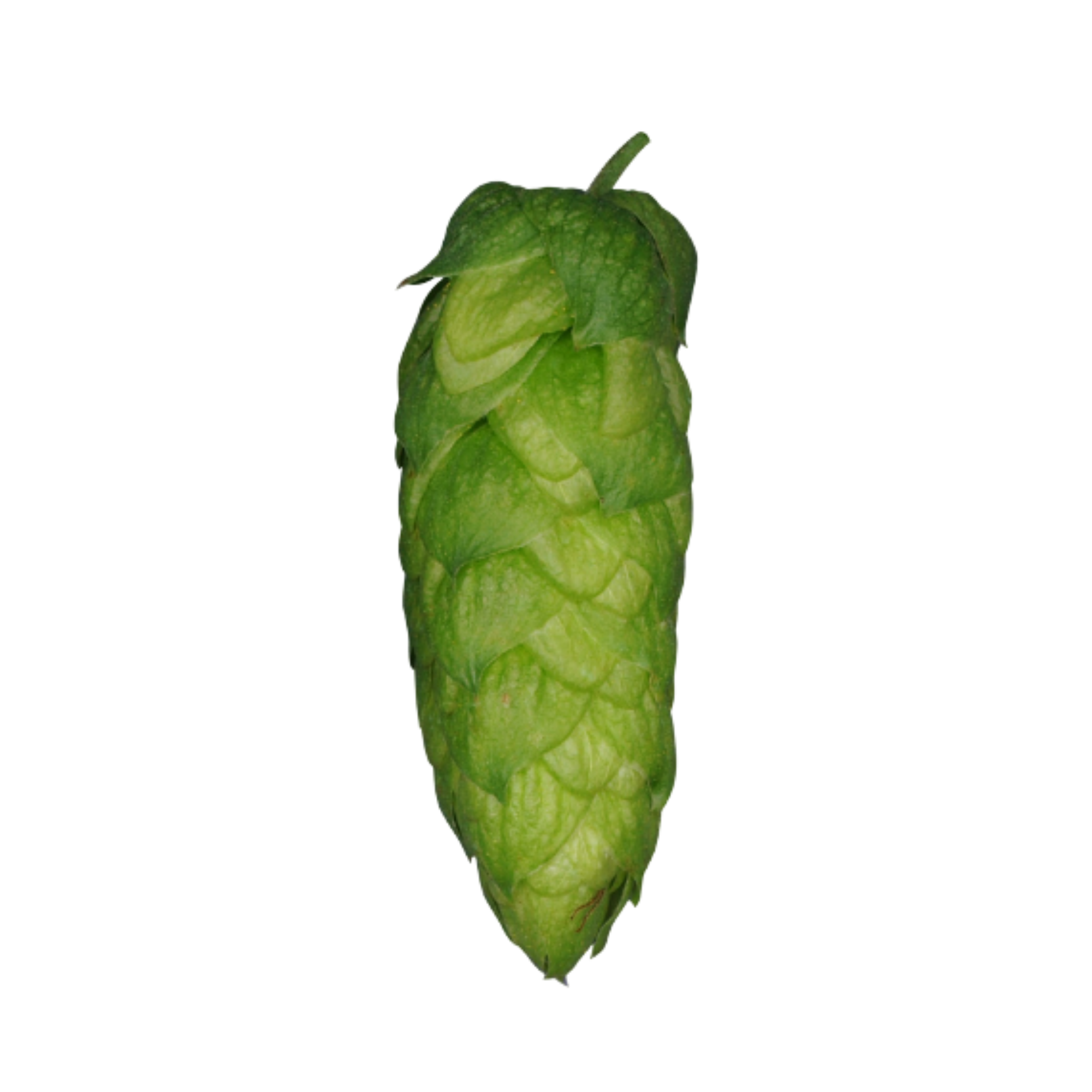 Hallertau Blanc