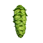 This image shows a green harlequin hop cone on a clear background