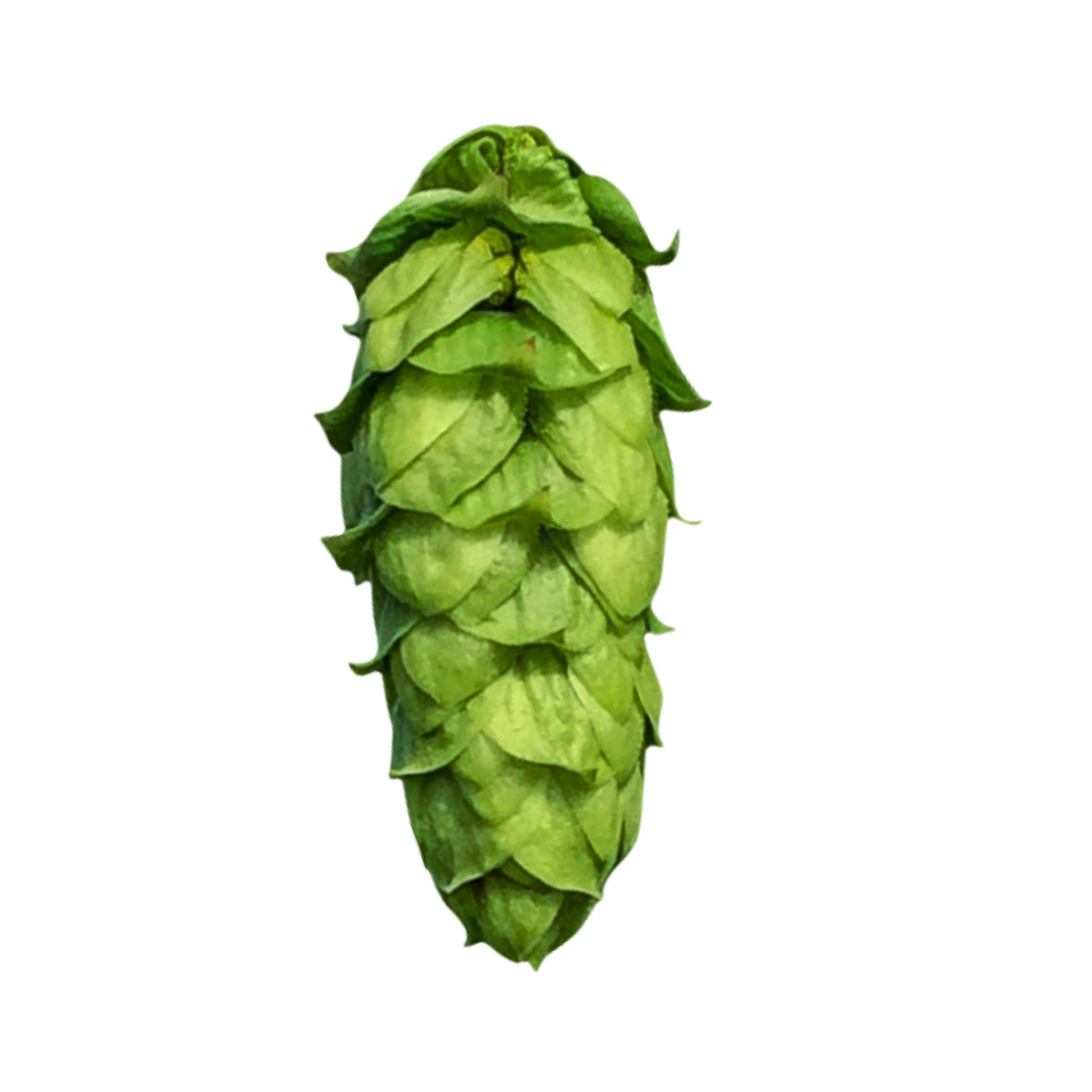 This image shows a green harlequin hop cone on a clear background