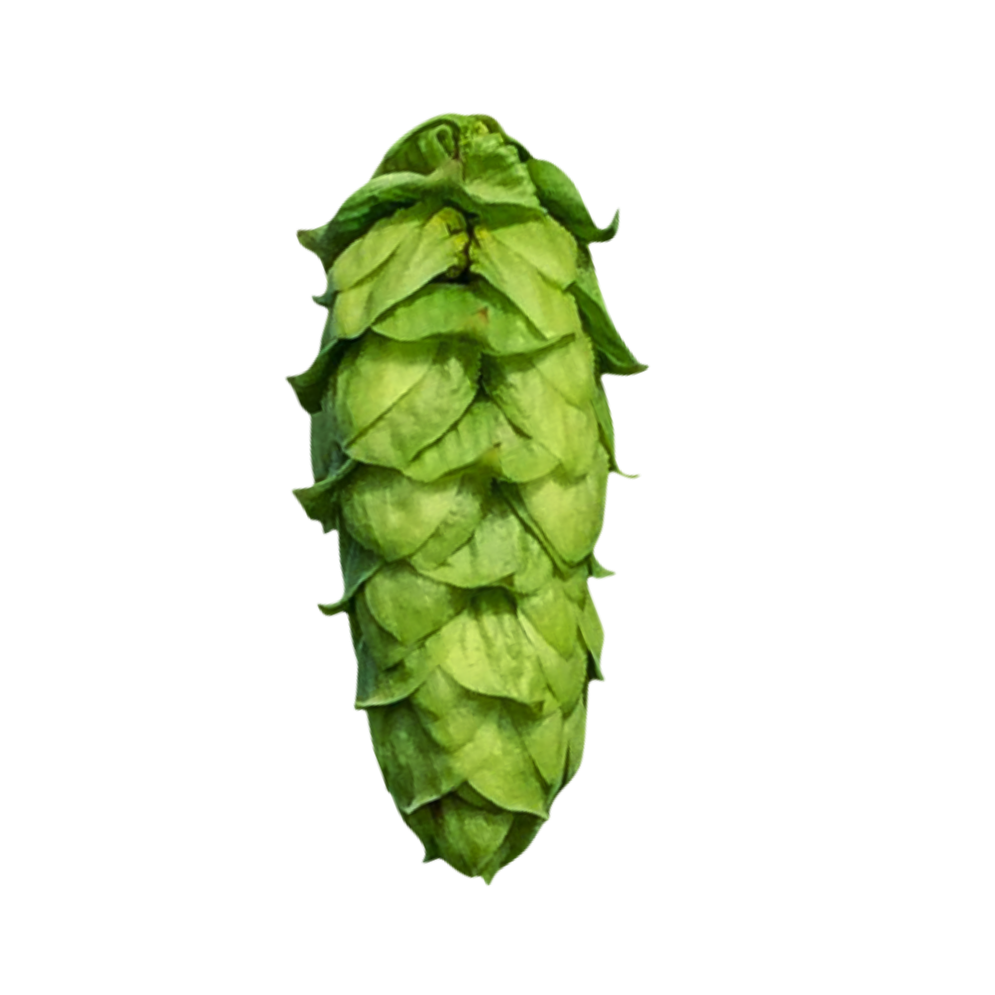 This image shows a green harlequin hop cone on a clear background