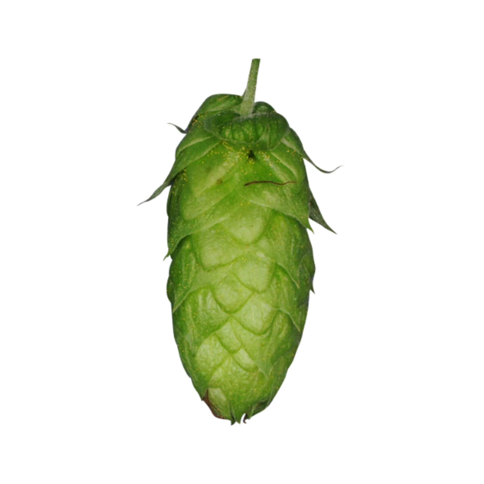 Herkules hops