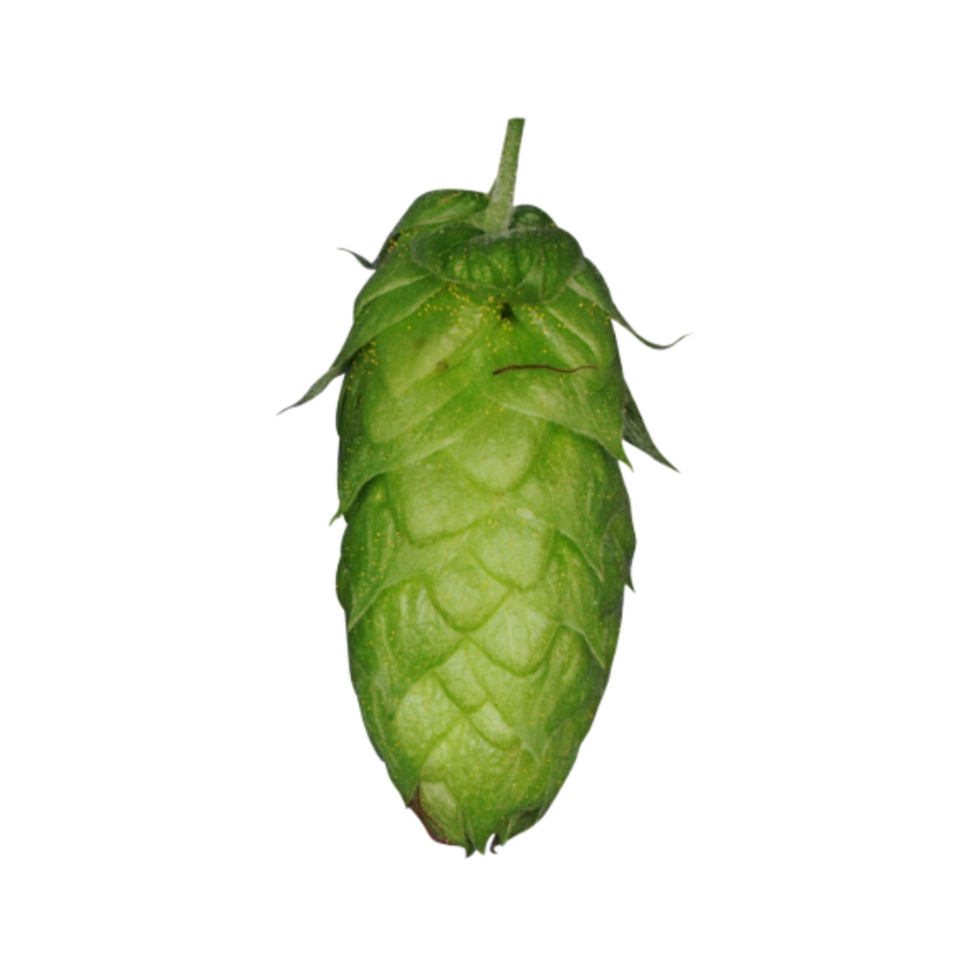 Herkules hops