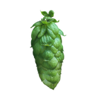 Jester hops - Green hop cone on a white background