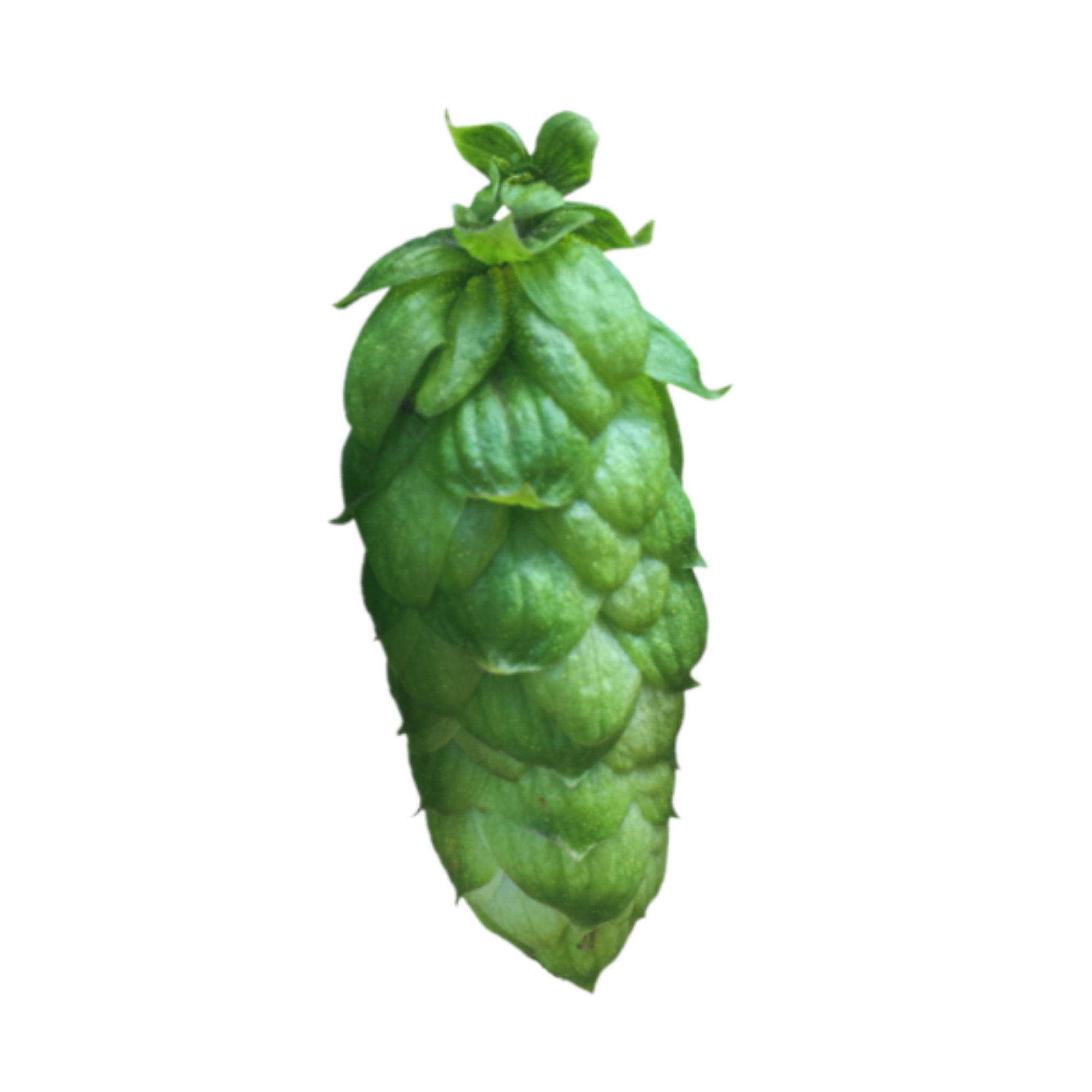 Jester hops - Green hop cone on a white background
