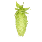 Lemondrop hops