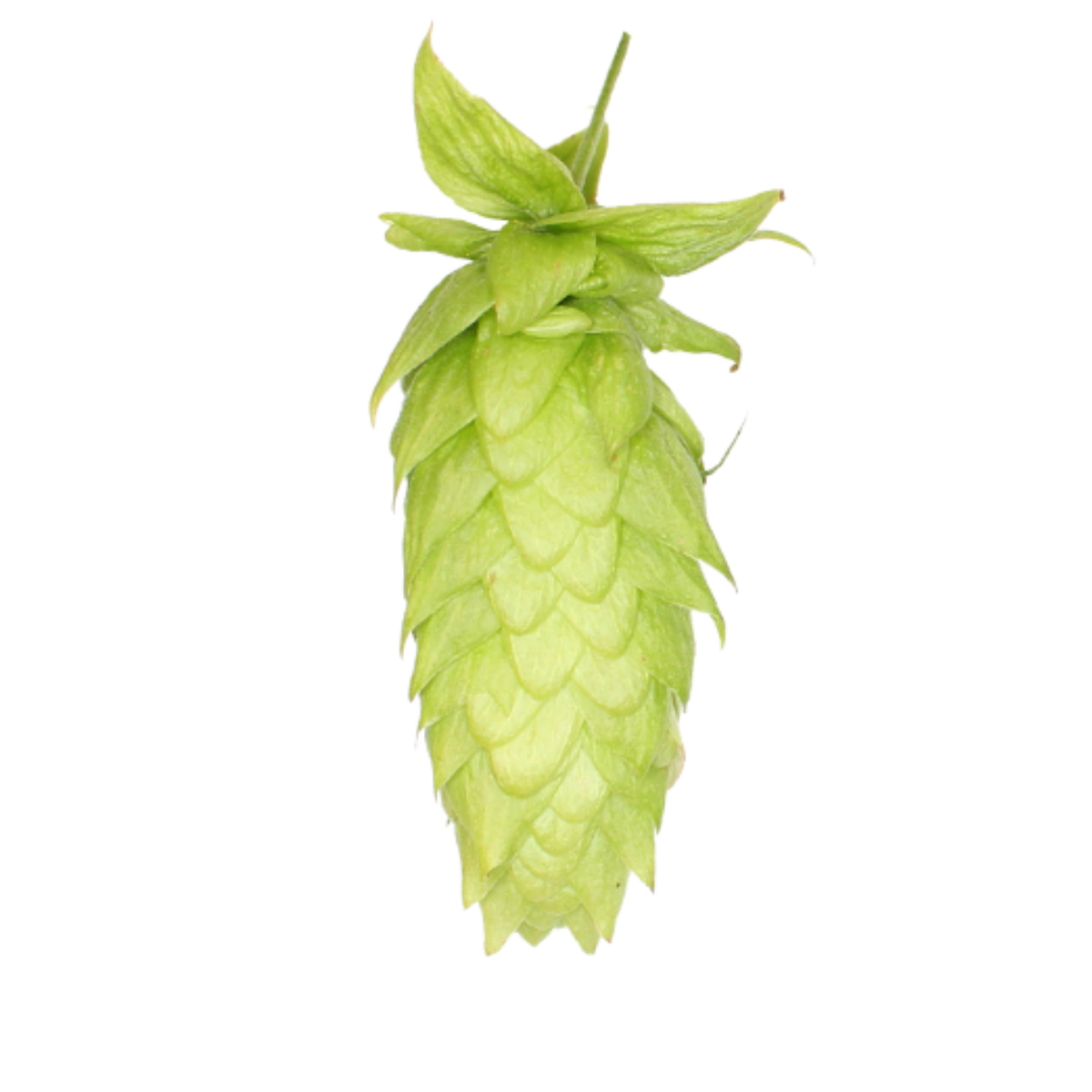 Lemondrop hops