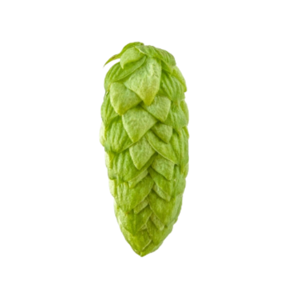 Mosaic hops