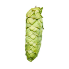Mystic hops