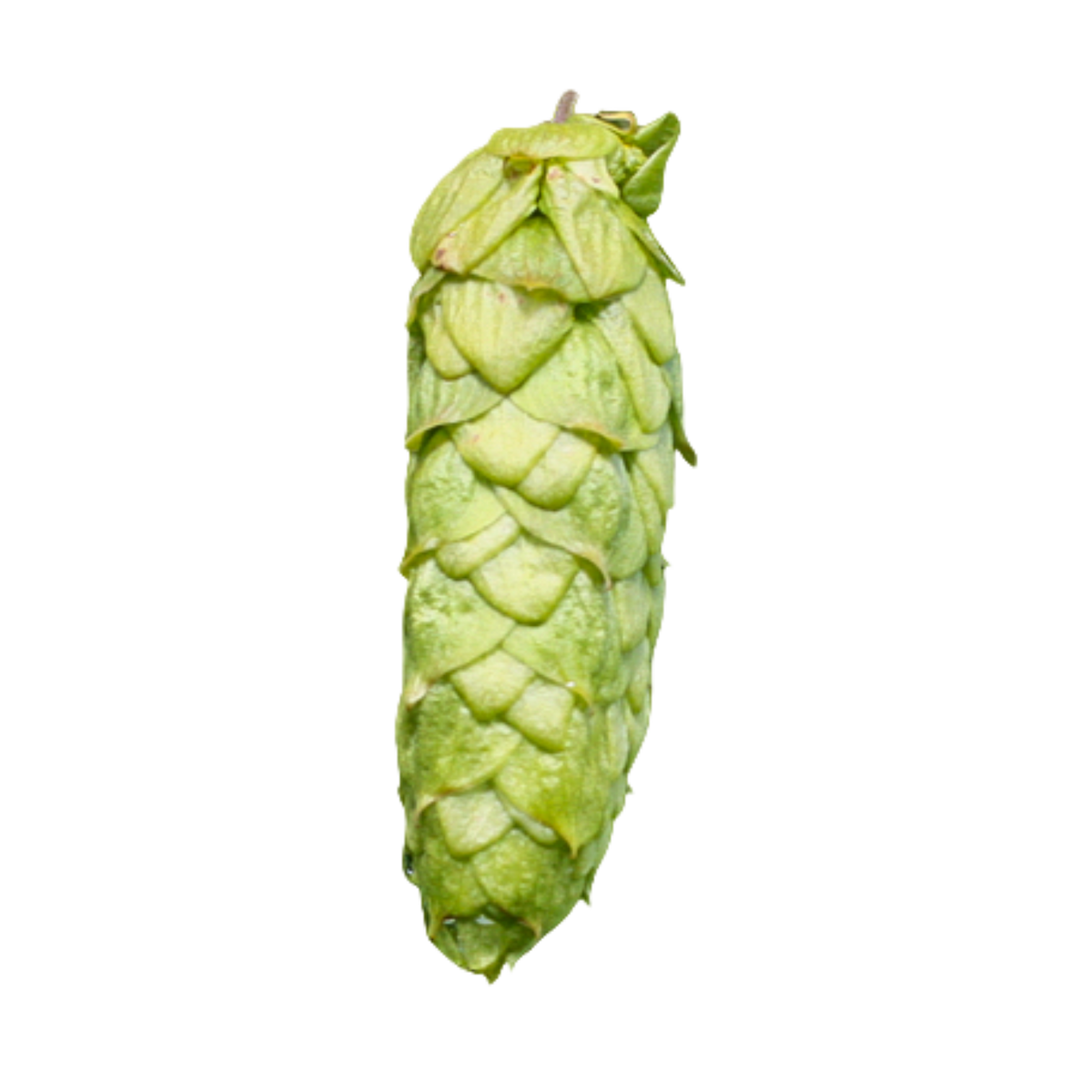 Mystic hops