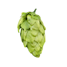 Anchovy hops - a green hop cone on a transparent background