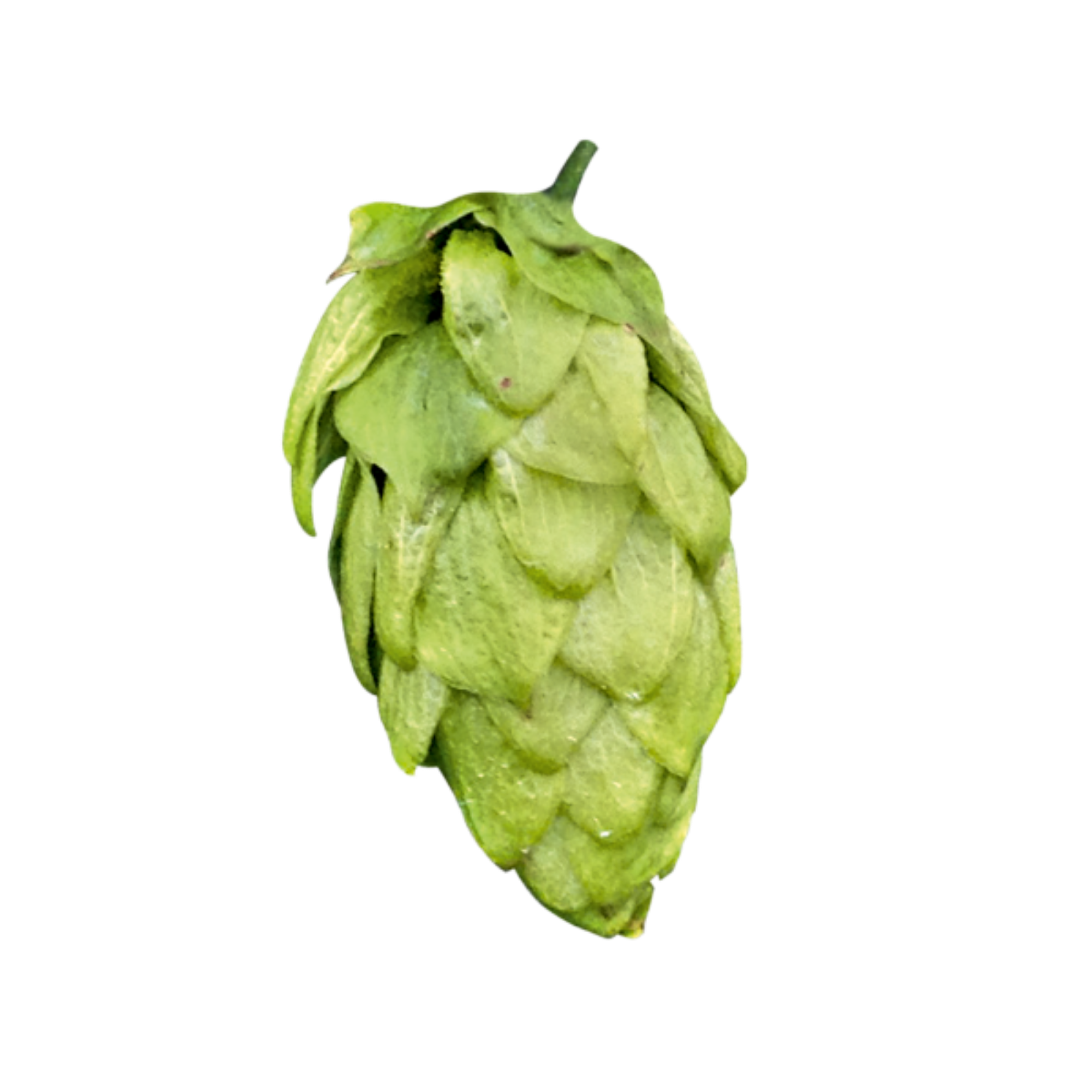 Anchovy hops - a green hop cone on a transparent background
