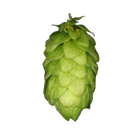 Northern Brewer